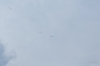 Filename=Buttikon-0067-06.JPG
Filesize=539KB
Dimensions=1920x1280
Date added=Dec 25, 2017 Buttikon-0067-06.JPG