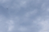 Filename=Buttikon-0244-01.JPG
Filesize=486KB
Dimensions=1920x1280
Date added=Dec 25, 2017 Buttikon-0244-01.JPG