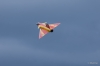 Filename=Modellflug_2014-1D3_6202-23.jpg
Filesize=330KB
Dimensions=1920x1280
Date added=May 23, 2014 Modellflug_2014-1D3_6202-23.jpg