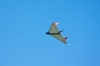 Dateiname=Modellflug_9_Sept_09_--2401.jpg
Dateigröße=512KB
Abmessungen: 1280x853
hinzugefügt am: 12. September 2009 Modellflug_9_Sept_09_--2401.jpg