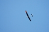 Dateiname=Modellflug_9_Sept_09_--2456.jpg
Dateigröße=341KB
Abmessungen: 1280x853
hinzugefügt am: 12. September 2009 Modellflug_9_Sept_09_--2456.jpg