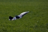 Dateiname=Modellflug_9_Sept_09_--2509.jpg
Dateigröße=371KB
Abmessungen: 1280x853
hinzugefügt am: 12. September 2009 Modellflug_9_Sept_09_--2509.jpg