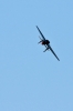 Dateiname=Modellflug_9_Sept_09_--2619.jpg
Dateigröße=234KB
Abmessungen: 683x1024
hinzugefügt am: 13. September 2009 Modellflug_9_Sept_09_--2619.jpg
