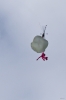 Filename=Modellflug-Hausen-2010-2604-494.jpg
Filesize=366KB
Dimensions=800x1200
Date added=Oct 08, 2010 Modellflug-Hausen-2010-2604-494.jpg