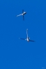 Dateiname=Modellflug-Hausen-2010-4292-109.jpg
Dateigröße=364KB
Abmessungen: 800x1200
hinzugefügt am: 24. Oktober 2010 Modellflug-Hausen-2010-4292-109.jpg