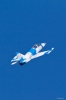 Modellflug_2011-1-6145.jpg