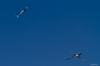 Filename=Modellflug_2011-18-8395.jpg
Filesize=344KB
Dimensions=1600x1067
Date added=Oct 16, 2011 Modellflug_2011-18-8395.jpg